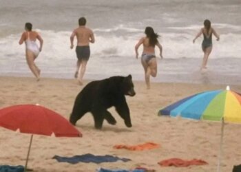 Black bear Attack in North Carolina Outer Banks Results in Fatalities Among people and Officials…..