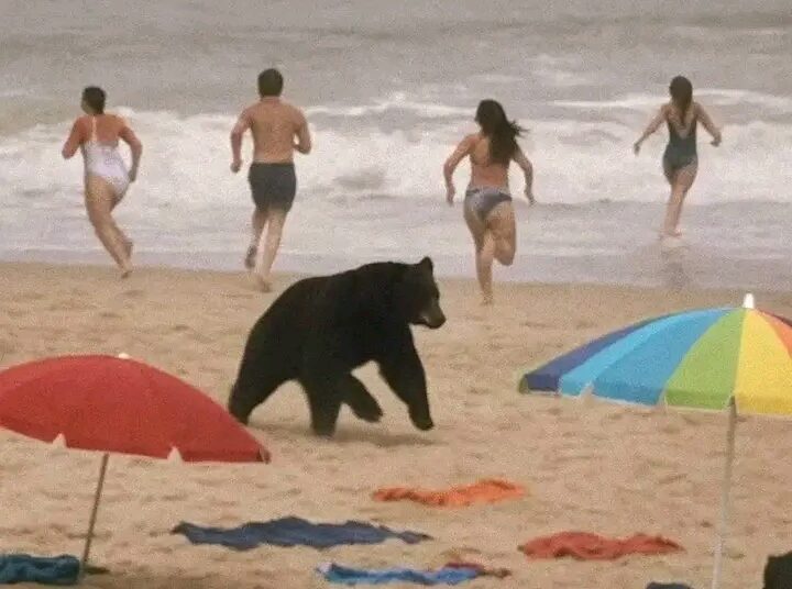 Black bear Attack in North Carolina Outer Banks Results in Fatalities Among people and Officials…..