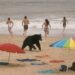 Black bear Attack in North Carolina Outer Banks Results in Fatalities Among people and Officials…..