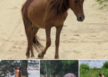 Devastating News Outer Banks:: Wild horse dies of broken neck during violent ritual on Outer Banks, expert says……