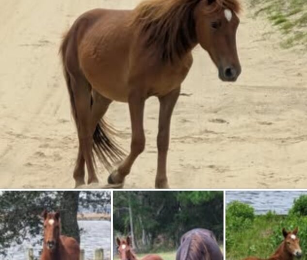 Devastating News Outer Banks:: Wild horse dies of broken neck during violent ritual on Outer Banks, expert says……