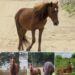 Devastating News Outer Banks:: Wild horse dies of broken neck during violent ritual on Outer Banks, expert says……